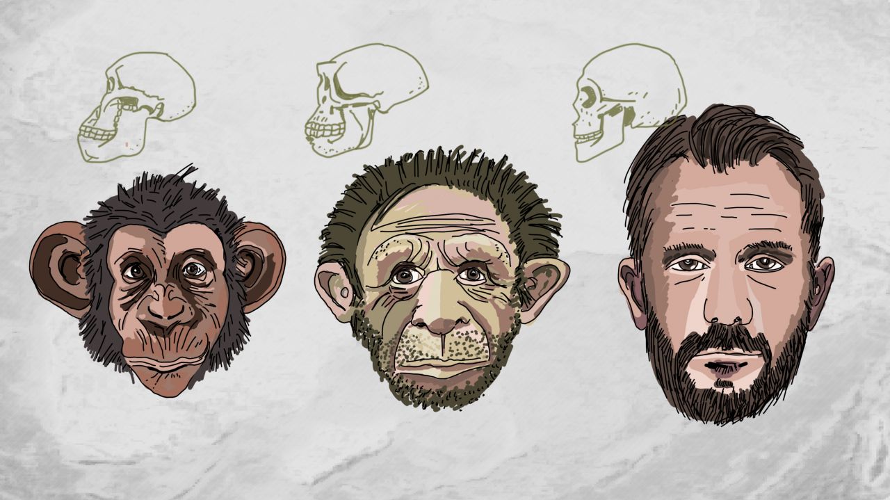 Die Evolution des menschlichen Gehirns